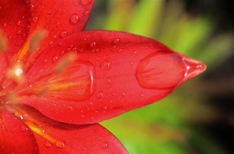 1280x720 wallpaper | Lily, Floral, Nature, Flower, Blossom, drop, red