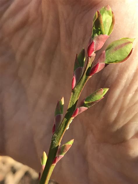 Red Huckleberry Shrub Awakening – Living, Learning and Letting Go