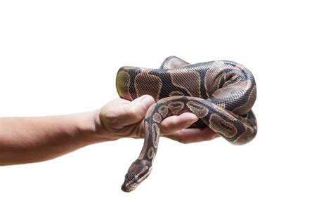 Snake Mites: How to Deal With Them the Right Way | Reptile Advisor