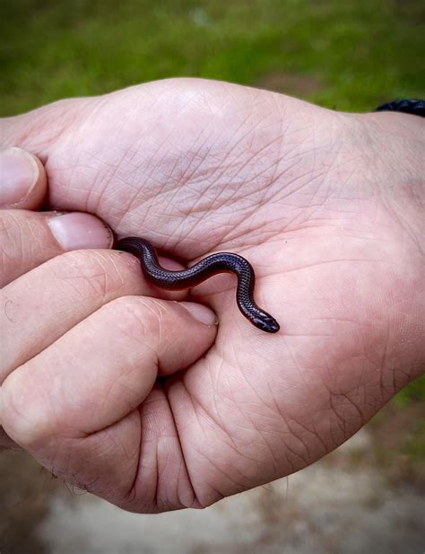 My son found a worm with scales. Eastern Worm Snake : r/Sneks
