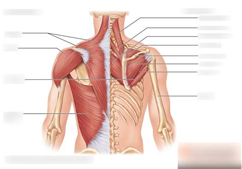 posterior thoracic muscles Diagram | Quizlet