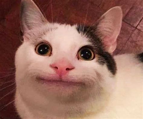 Foto De Perfil De Gato Meme - Imagens perfil gatos meme | 90 Melhores fotos de avatar