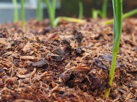 The Benefits Of Mulching Your Garden