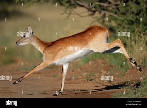 female red lechwe antelope kobus leche running southern africa stock