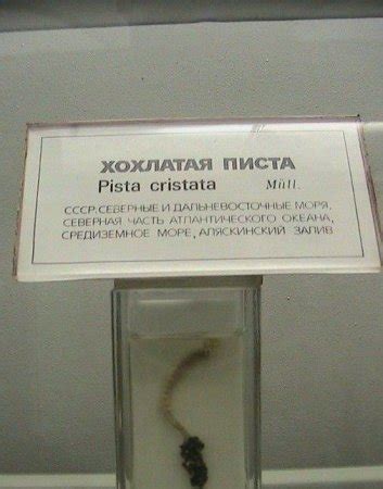 СВАЛКА! СВАЛКО!