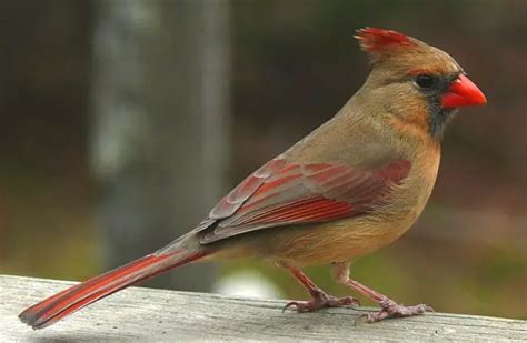 Northern Cardinal - Description, Habitat, Image, Diet, and Interesting Facts