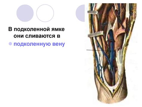 Венозная система. Лекция № 19 - презентация онлайн