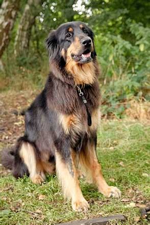 All About The Rottweiler Golden Retriever Mix (Golden Rottie) With Pictures