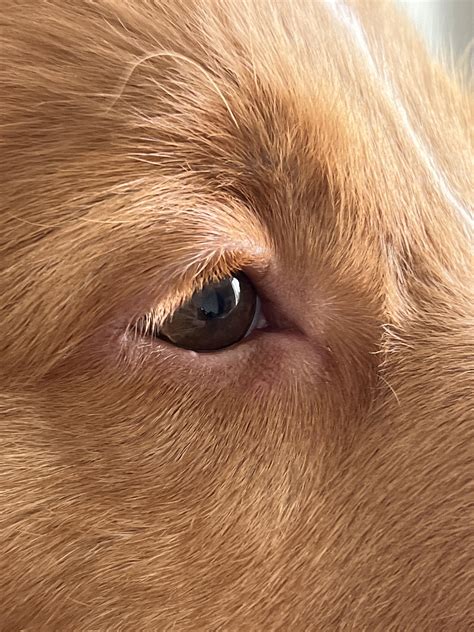 I noticed this super tiny white bump on my 4mo old puppy’s lower eyelid