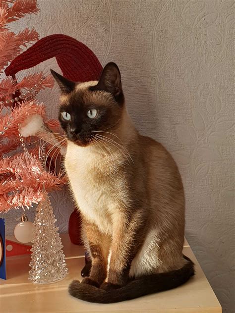 Породы кошек с 13573 фото и названиями, 791 кошка и кот. Sunny Cat
