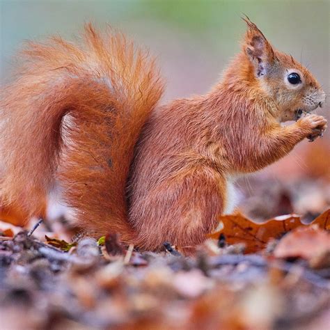 Squirrel Removal Service