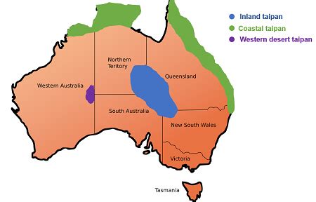 Taipan Definition, Habitat & Facts | Study.com