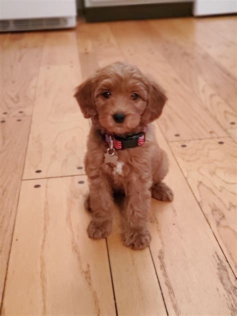 Meet Charlie! Our F1 mini goldendoodle who is 8 weeks old! Working on potty training but can sit