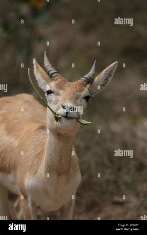 Indian antelope Chinkara Gazella gazella Stock Photo - Alamy