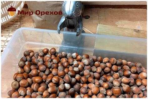 Фундук чем полезен