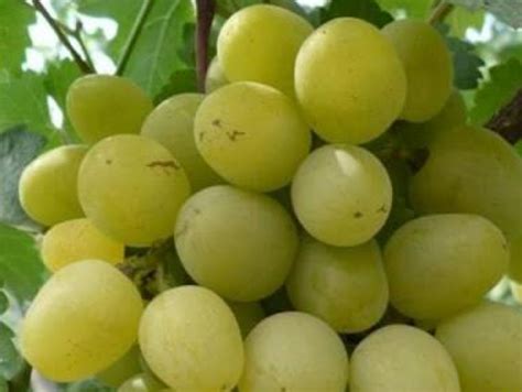 Купить саженцы в Крыму - Нижнегорский питомник растений