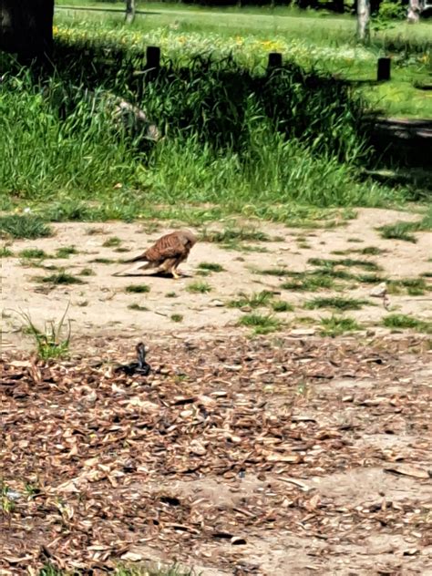 A View From the Field - by Ranger James — Beckenham Place Park