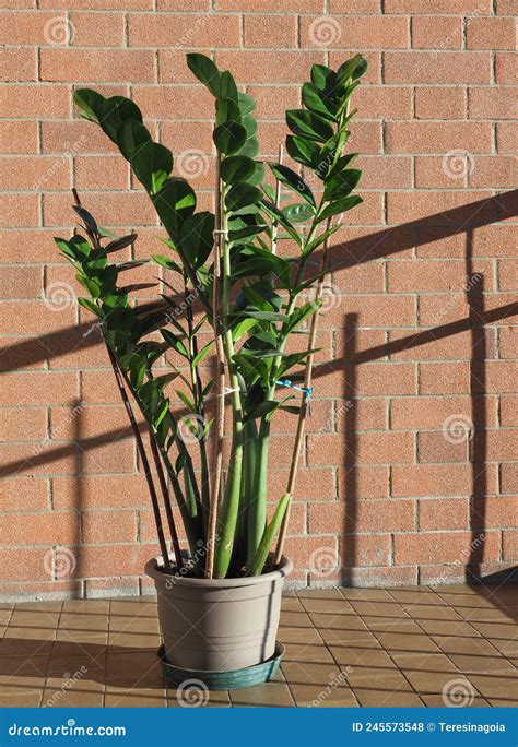 zamia zamia furfuracea plant stock photo image  garden plants
