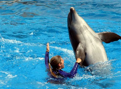 How to become a Dolphin Trainer