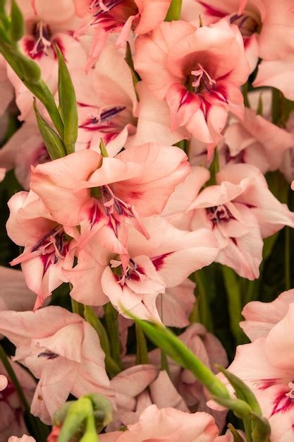 Premium Photo | Gladiolus