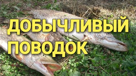 Рыбалка.Ловля на живца.Уловистая снасть на щуку - YouTube