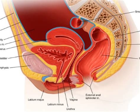 Pelvic Floor Muscles Diagram | Review Home Co