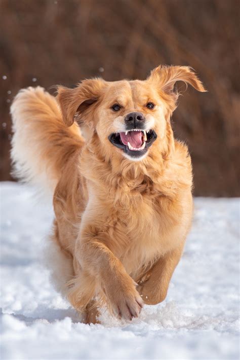 American Goldens | Купить щенка золотистого ретривера с родословной