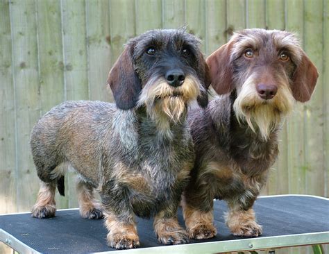 Dachshund (Wirehaired) - Dog Breeders Guide
