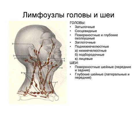Функциональная анатомия лимфатической системы - презентация онлайн