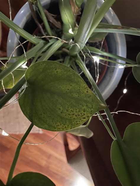 Black spots on monstera leaves? : r/plantclinic