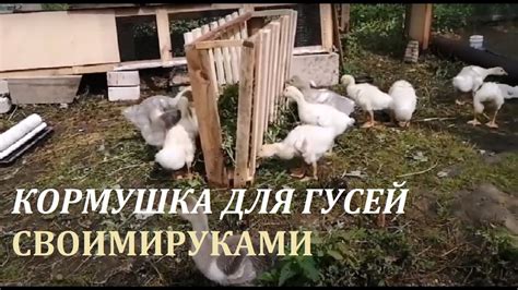КОРМУШКА ДЛЯ ГУСЕЙ, ТРАВА У ДОМА - YouTube