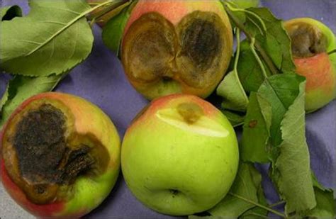 tree fruit disease update glomerella leaf spot   frederick county