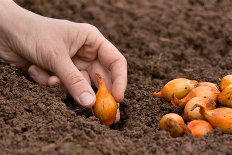 Что положить в лунку при посадке лука, чтобы урожай порадовал