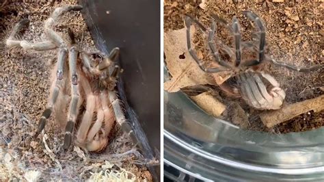 timelapse  giant tarantula moulting youtube
