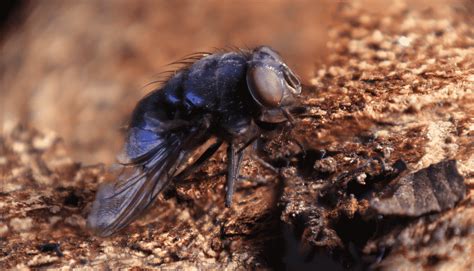 La Mosca Cavallina - Caratteristiche e metodi di lotta