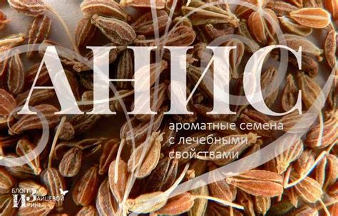 Анис – ароматные семена с лечебными свойствами | Питание рецепты ...