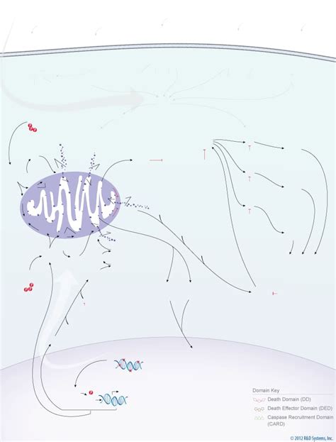 Apoptosis Signaling Pathways: R&D Systems