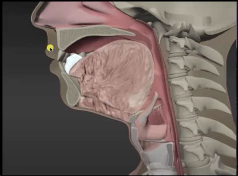 Structures Diagram | Quizlet 