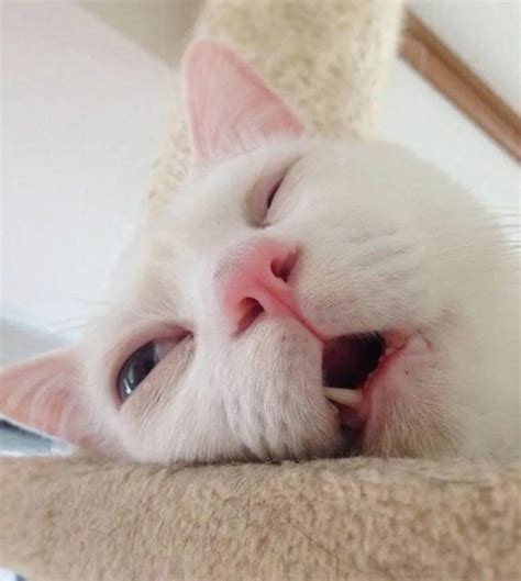 Foto De Perfil Gato Meme - Fotos de perfil gatos meme | 90 Mejores imágenes de avatares