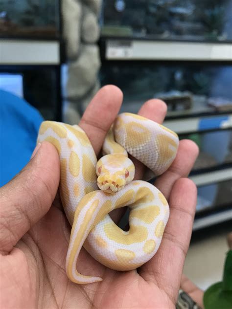 Albino X Normal Ball Python at Faith Sager blog