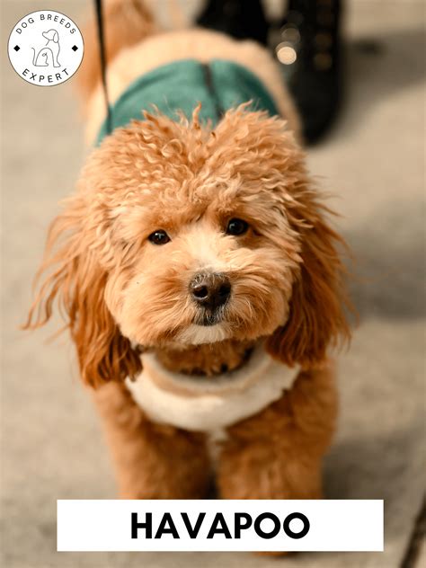 The rottweiler poodle hybrid has a surprising high intelligence score 13