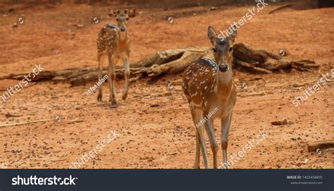 205 Dhaka zoo Images, Stock Photos & Vectors | Shutterstock