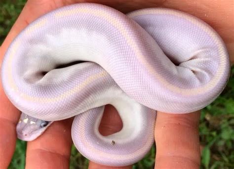 17 Rare Purple Snakes in The World (with Pictures)