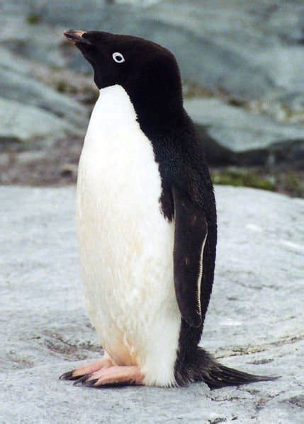penguin bird facts aptenodytes forsteri az animals