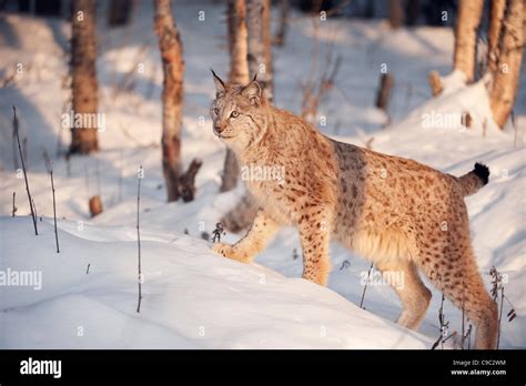 Lynx hi-res stock photography and images - Alamy