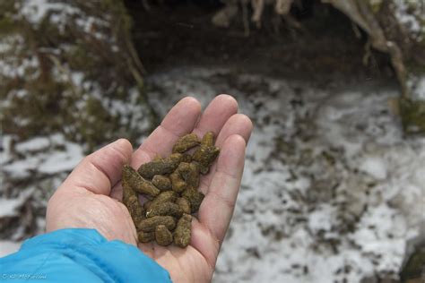 Outdoor Radio: Peering Into A Porcupine Den | Vermont Center for Ecostudies