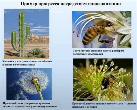Что такое идиоадаптация? это один из способов хода эволюции