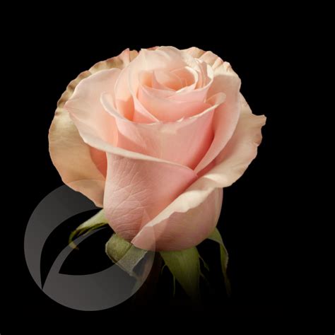 MOTHER OF PEARL – iRose Roses from Ecuador