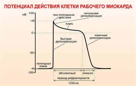 Нарушение процесса реполяризации (СРРЖ) на ЭКГ: что это такое и чем опасно?