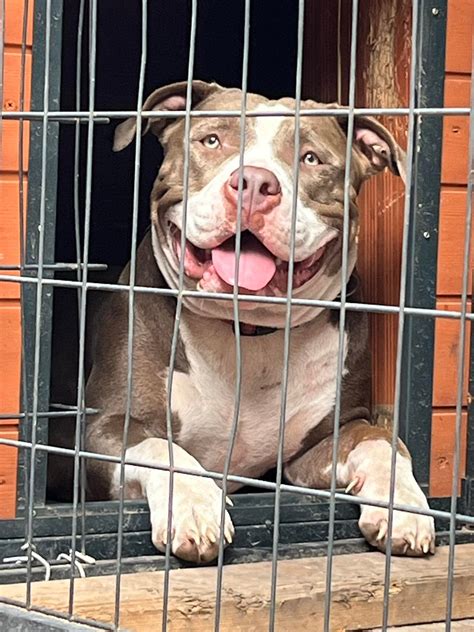 Tallahassee Pets (LOST AND FOUND) | 2 Lost Dogs- last seen on April